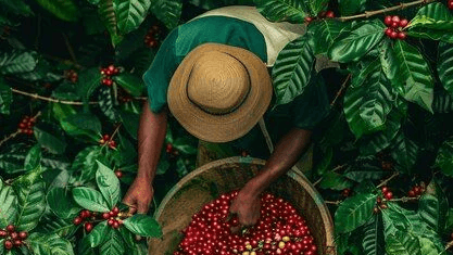 An evening with the flower men of Habala